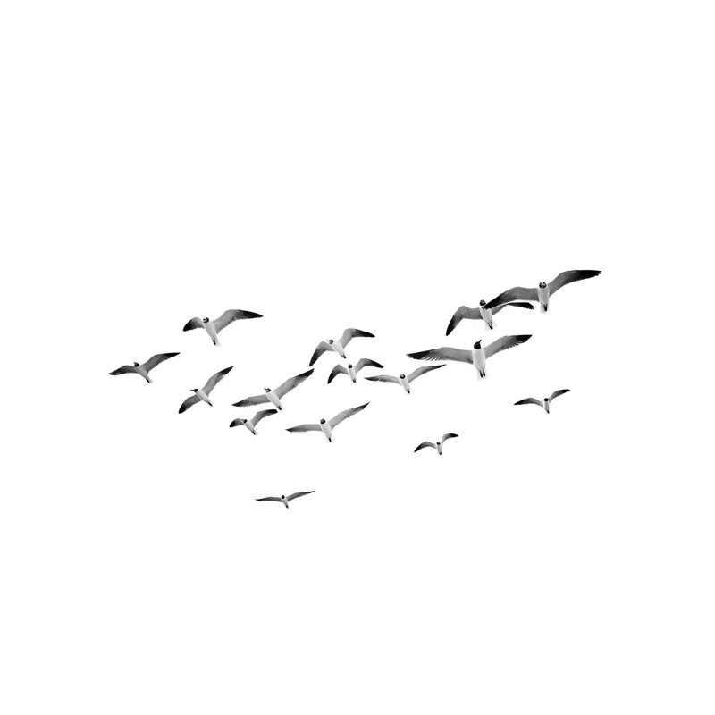 «Birds» par Sissi et Seb - reproduction de photo sur toile tendue, H 8 po x l 12 po x P 0,75 po