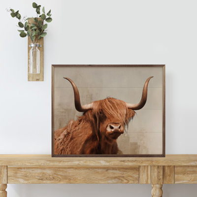 Highland Cow