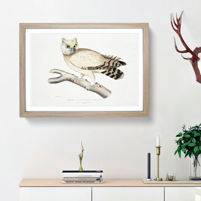 Coromandel Owl by John Edward Gray - Picture Frame Painting Print
