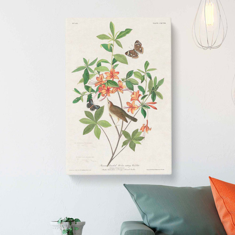 Warbler Bird & Butterflies by John Audubon - Wrapped Canvas, 76cm H x 50cm W x 3cm D