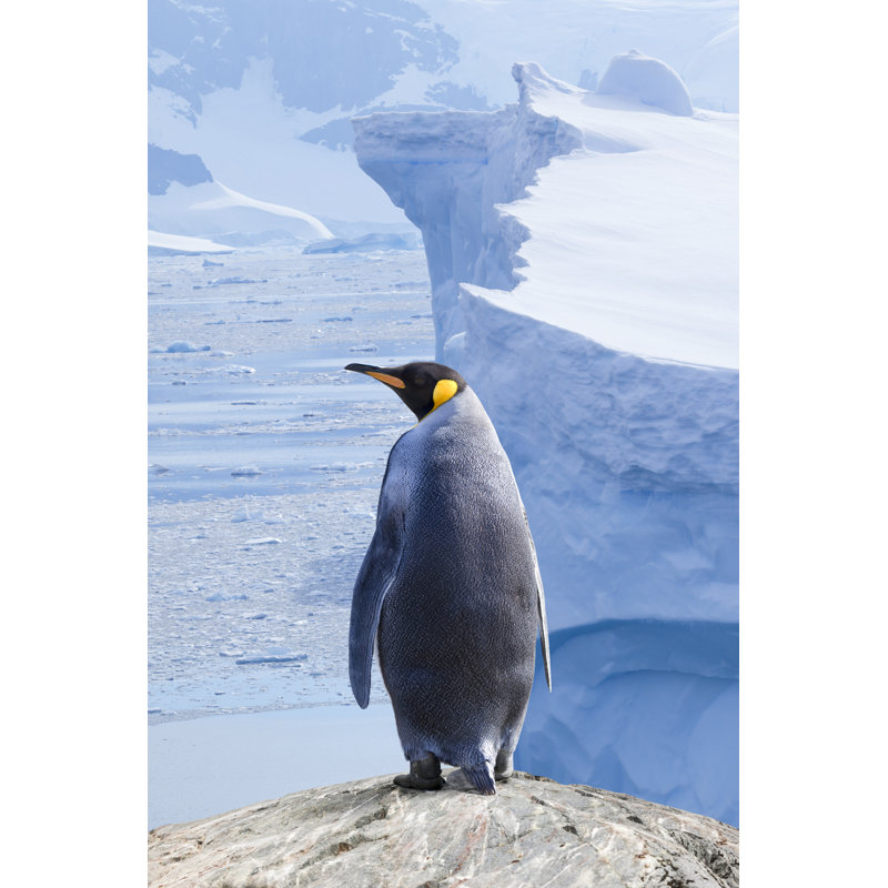 Pingouin Antarctique par Grafissimo, H 30 po x l 20 po