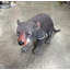 Statue de Tasmanian Devil