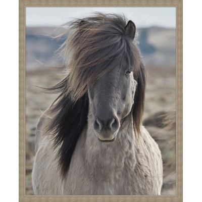 Gray Mane Framed Photographic Print Canvas