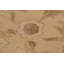One-of-a-Kind 9'10" X 13'8" Hand Knotted Area Rug