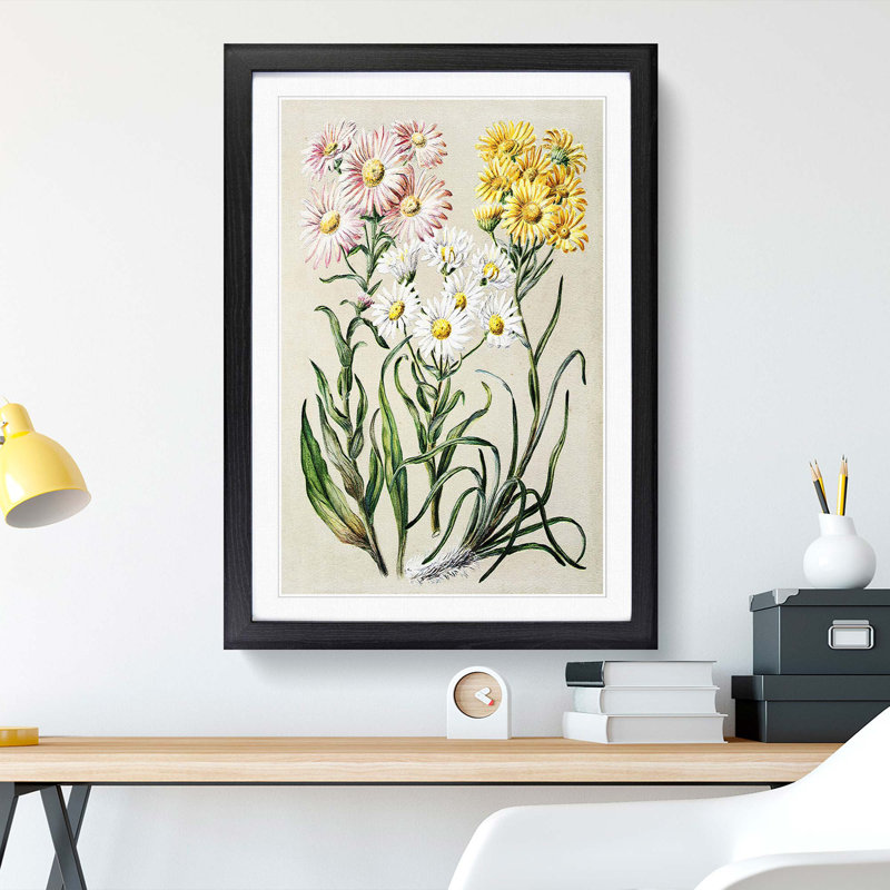 Groundsel Daisy Flowers by Sarah Featon - Picture Frame Painting Print, 36cm H x 27cm W x 2cm D, Black Framed