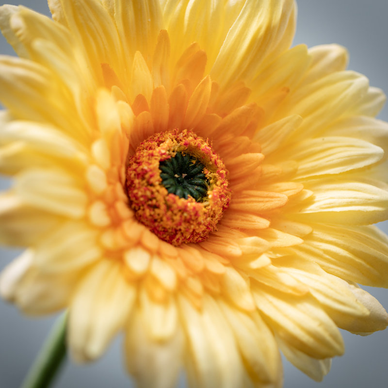 Fleurs de marguerites vibrantes, Jaune
