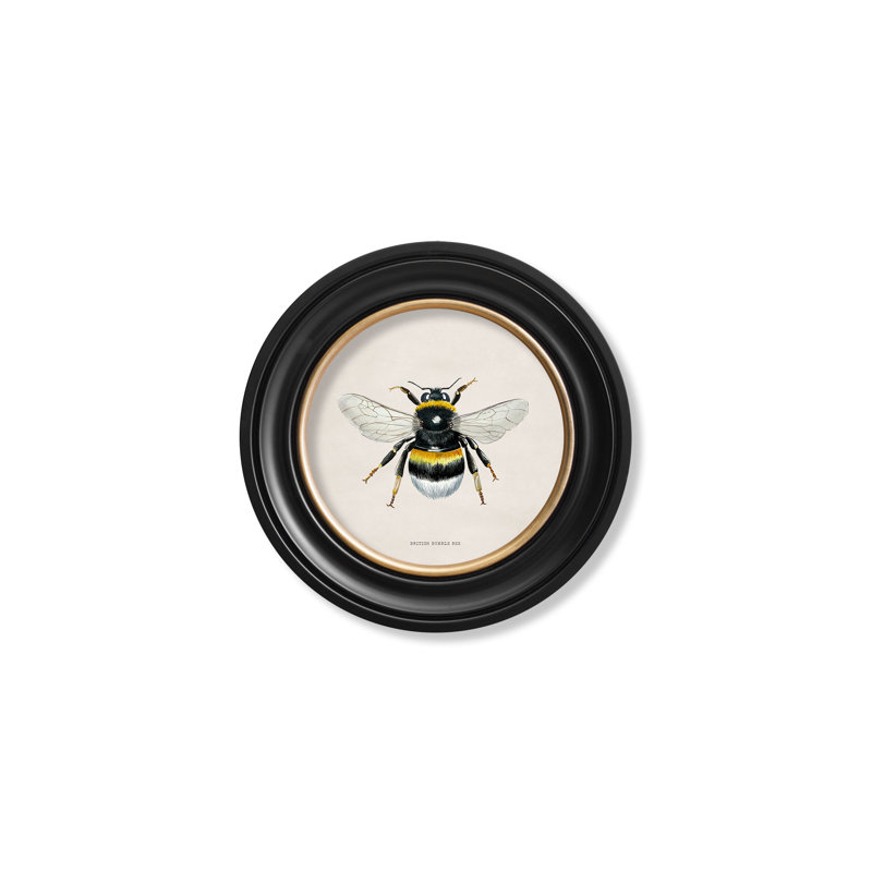 Bumble Bee by Mid-1800s - Single Picture Frame Print on Archival Matt 230gsm Paper, Beige