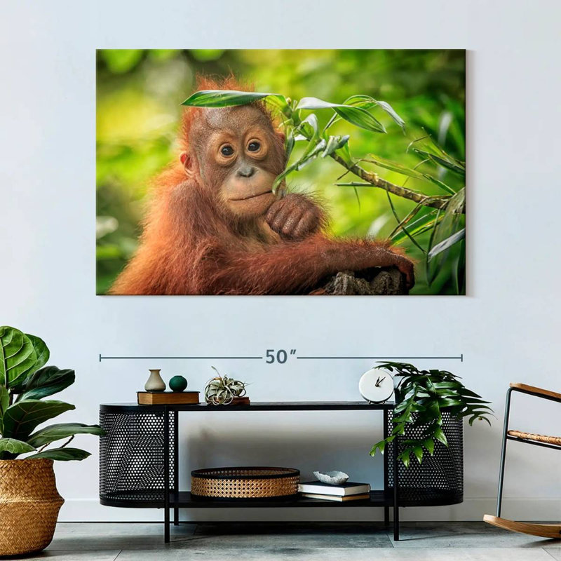 Leaf Munching Orangutan, 34" H x 51" W