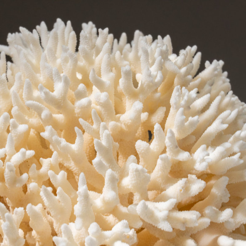 Genuine Birds Nest Coral ( 3 Lbs)