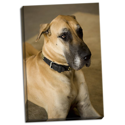 " Great Dane " by Karyn Millet