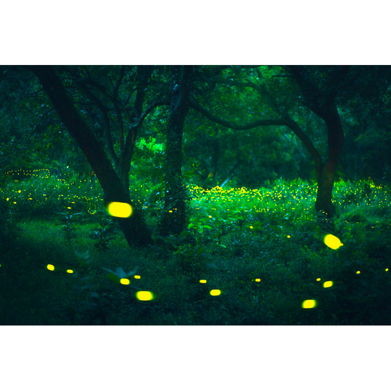 Pellegrin Firefly - Wrapped Canvas Print, 30cm H x 46cm W x 3.8cm D