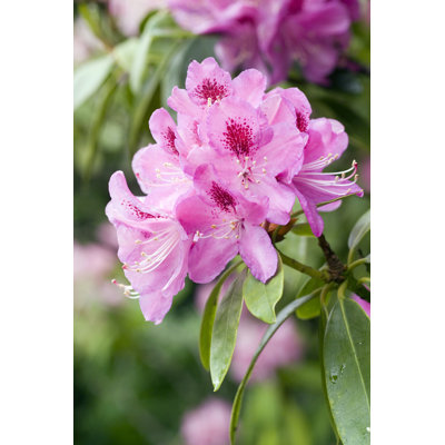 A beautiful rhododendron flower head