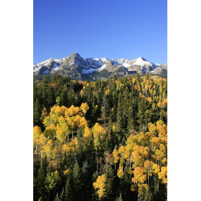 Lupin " Mount Sneffels Range, Colorado "