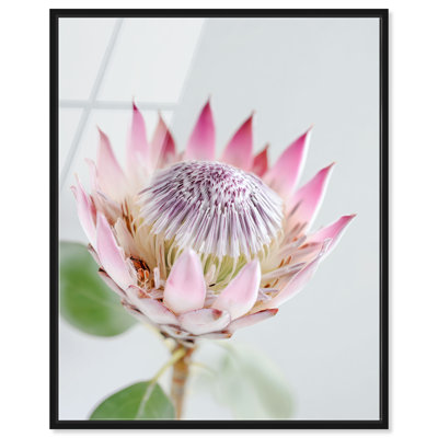 «King Protea II», impression murale encadrée à imprimé acrylique par Notoriart, cadre noir, 24 x 30