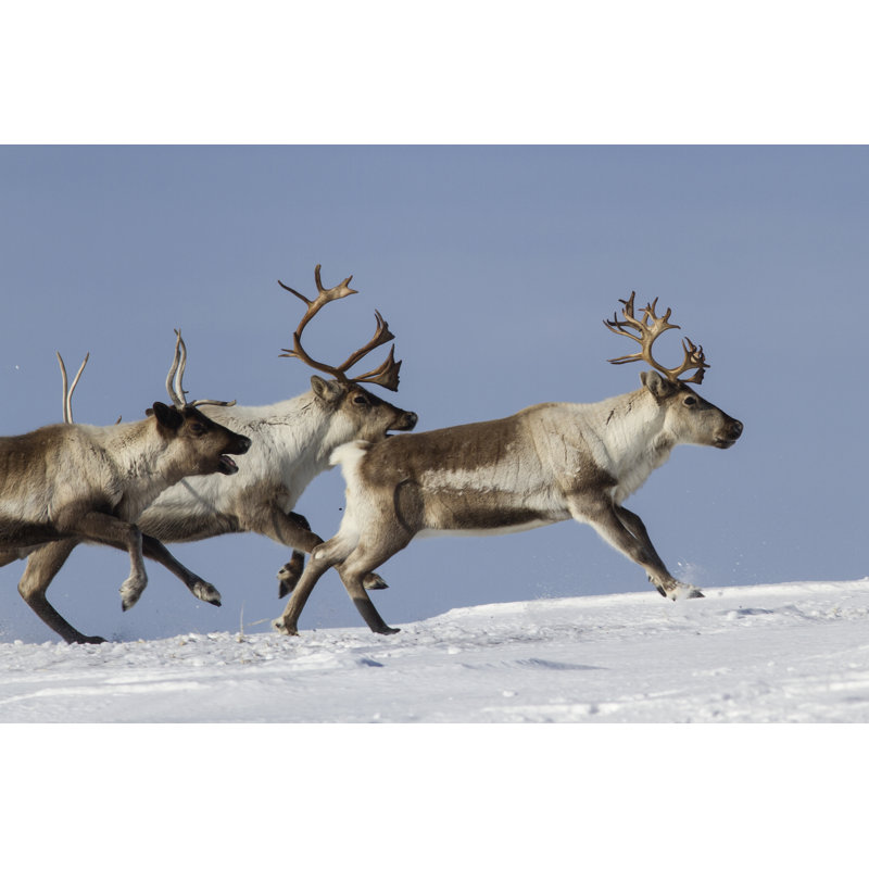 Ericson Reindeer - Wrapped Canvas Print, 81cm H x 122cm W x 3.8cm D