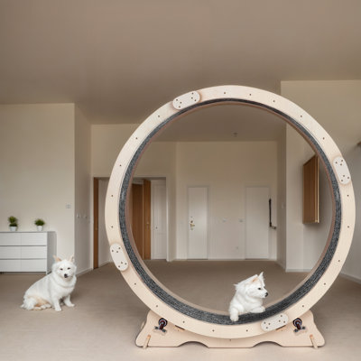Roue d'exercice pour chat