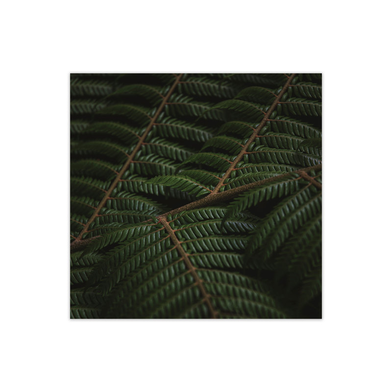 Fern 3 by Nur Mut - Print, 40 cm H x 40 cm W