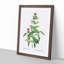 Fuchsia Flowers by Pierre-Joseph Redoute - Picture Frame Painting Print-55577624-55577625