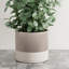 8 po Jardinière Sakura-137721272-137721273