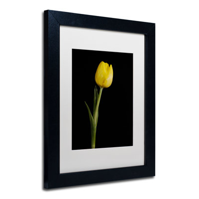 Keona Yellow Tulip Black Background 5 Framed Photographic Print