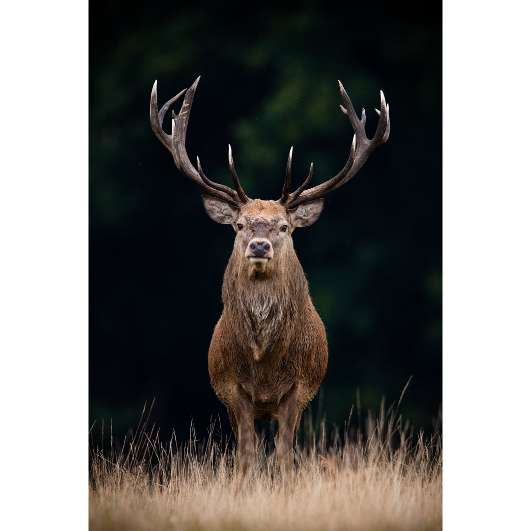 Red Deer von Damiankuzdak - Kunstdrucke auf Leinwand