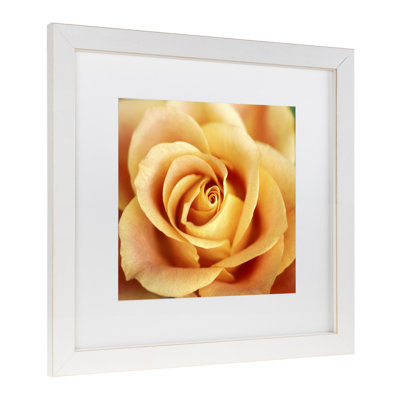 " Antique Rose " by Kathy Yates