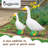 Goose and Baby Bundle