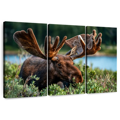 Brampt Bull Moose In A Bush