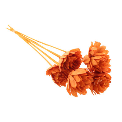 Preserved Shola Chip Arrangement