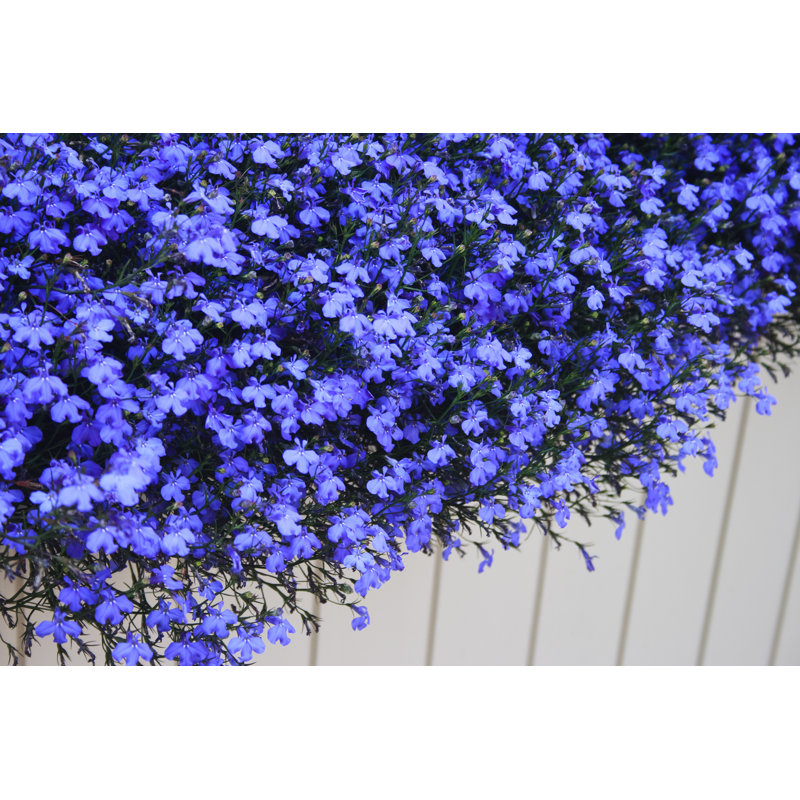 Group of Blue Lobelia by Wekwek, 8" H x 12" W