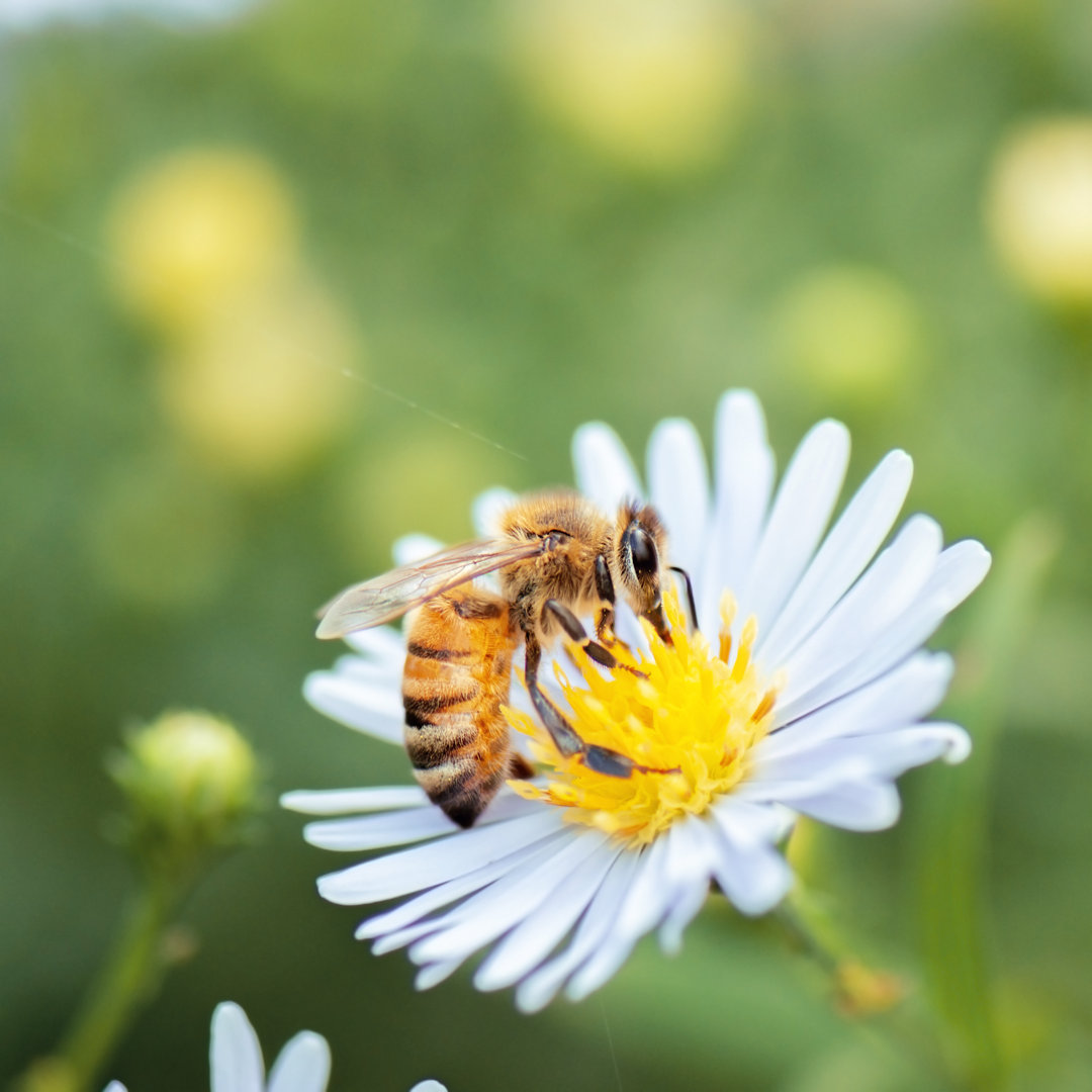 Honey Bee von Robertdowner - Kunstdrucke auf Leinwand