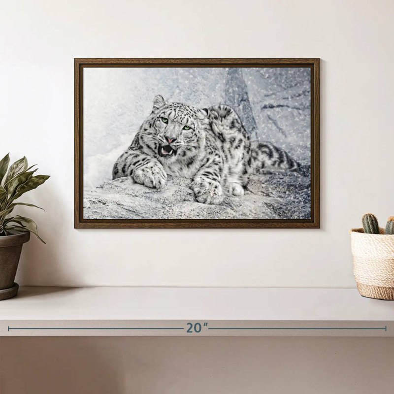 Snow Leopard In Blizzard, 13" X 9", Floating Frame Walnut