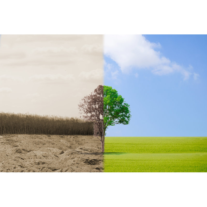 Forest by Sompong_tom - Wrapped Canvas Print, 20cm H x 30cm W