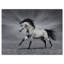 «Chestnut Horse in Motion», impression-35111552-29489944