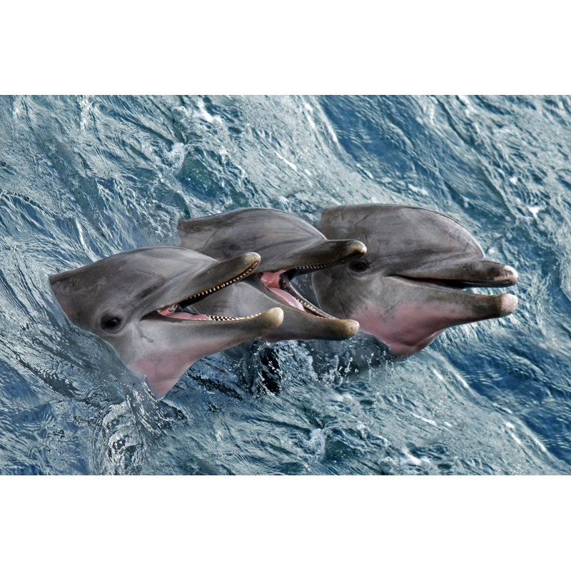 Dolphins by Turau - Wrapped Canvas Print, 20cm H x 30cm W