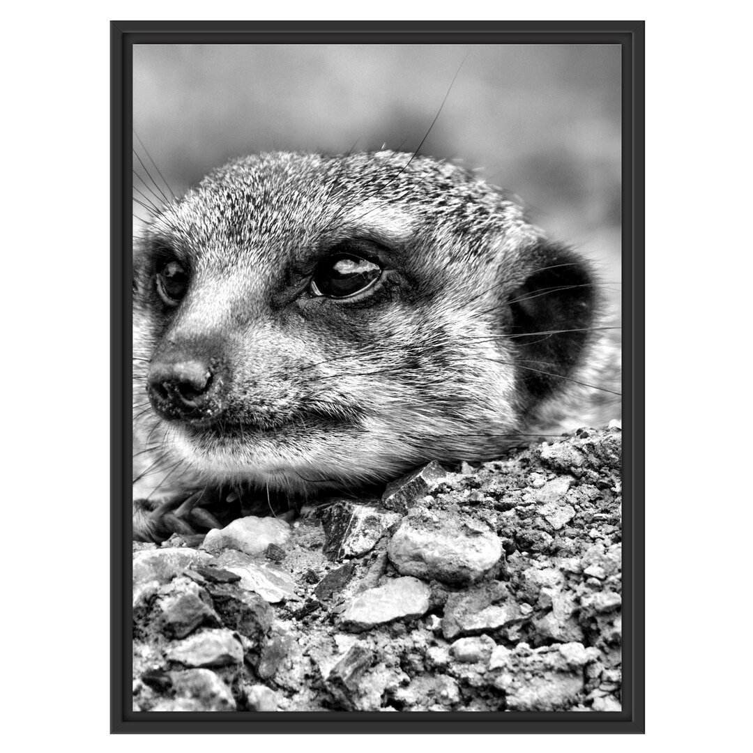 Gerahmtes Wandbild Erdmännchen auf Steinboden