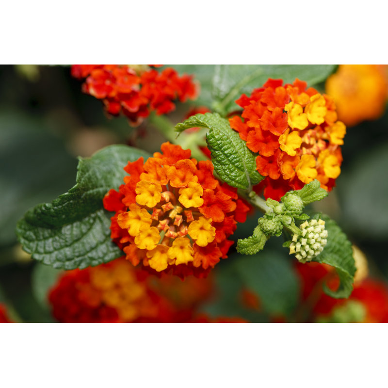 Spanish Flag (Lantana camara), 61cm H x 91cm W