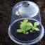 Boubacar 0.4 Ft W x 0.4 Ft D Cold Frame