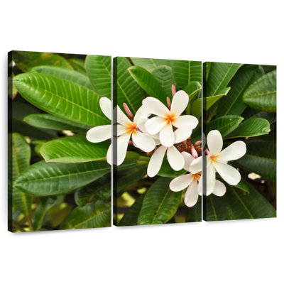 Harnek White Plumeria Flowers