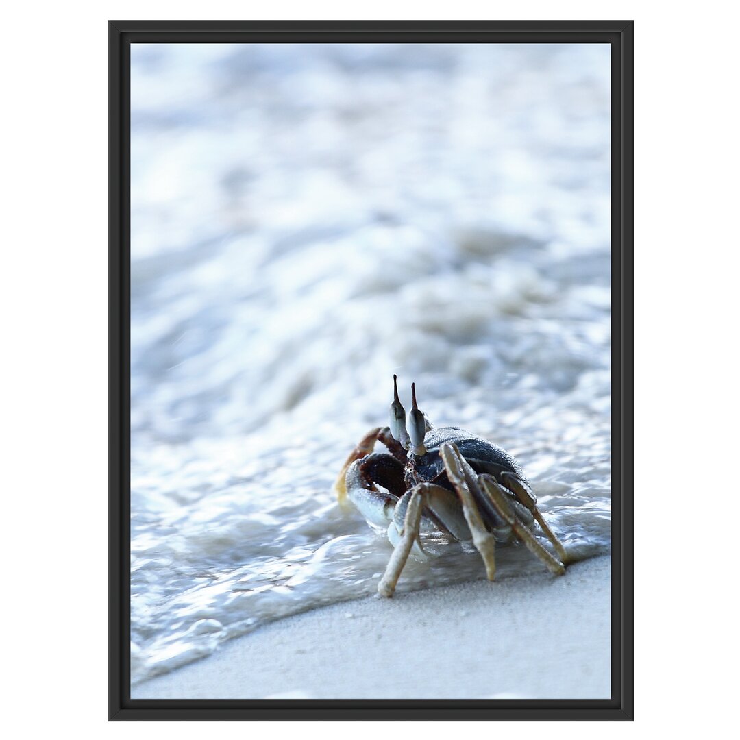 Gerahmtes Wandbild kleine Krabbe am Strand