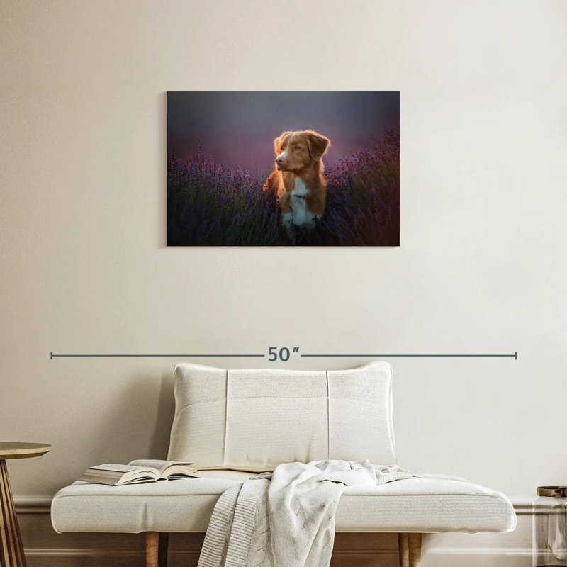 Golden retriever dans un champ de lavande, H 20 po x l 30 po