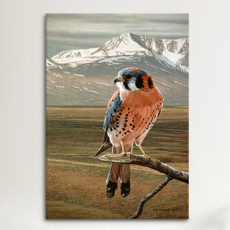 « american kestrel », reproduction d’art sur toile Ron Parker, H 40 po x l 26 po x P 1,5 po