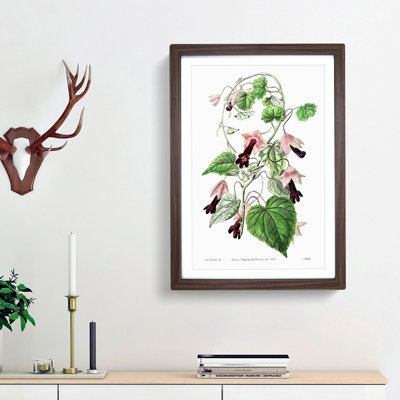 Purple Bell Vine Flowers - Framed Print