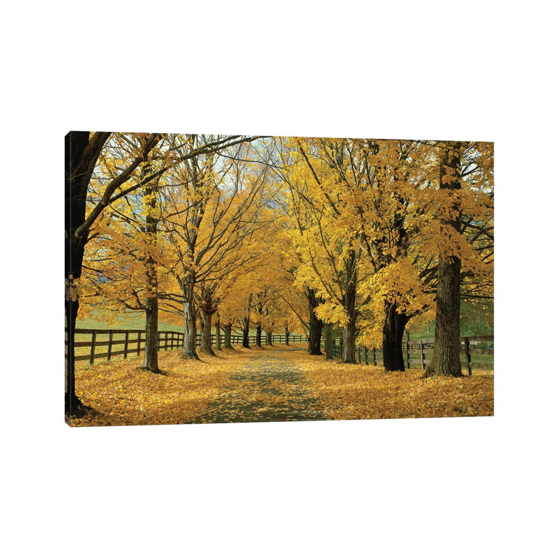 Autumn Trees Near Waynesboro, Virginia, USA by Panoramic Images - Wrapped Canvas Print, 20.32 cm H x 30.48 cm W