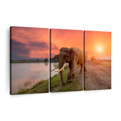 " Surin Thailand Elephant "