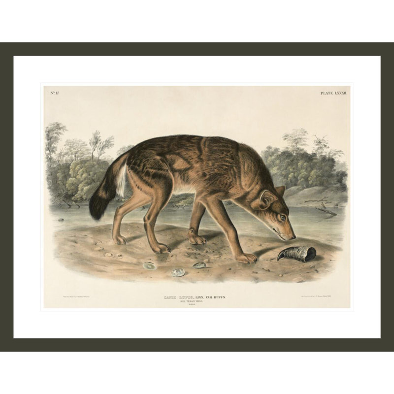 «Texas Wolf (Canis Lupus)» par John James Audubon, impression giclée encadrée, H 23,17 po x l 29,5 po