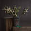 Arrangement-34404671