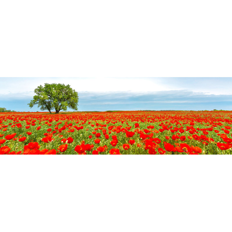 Tree In A Poppy Field by Anonymous - Wrapped Canvas Print, 35cm H x 100cm W x 4cm D