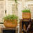 Whaleyville Pot Planter-827271330
