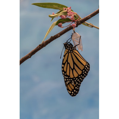 Papillon monarque sur toile